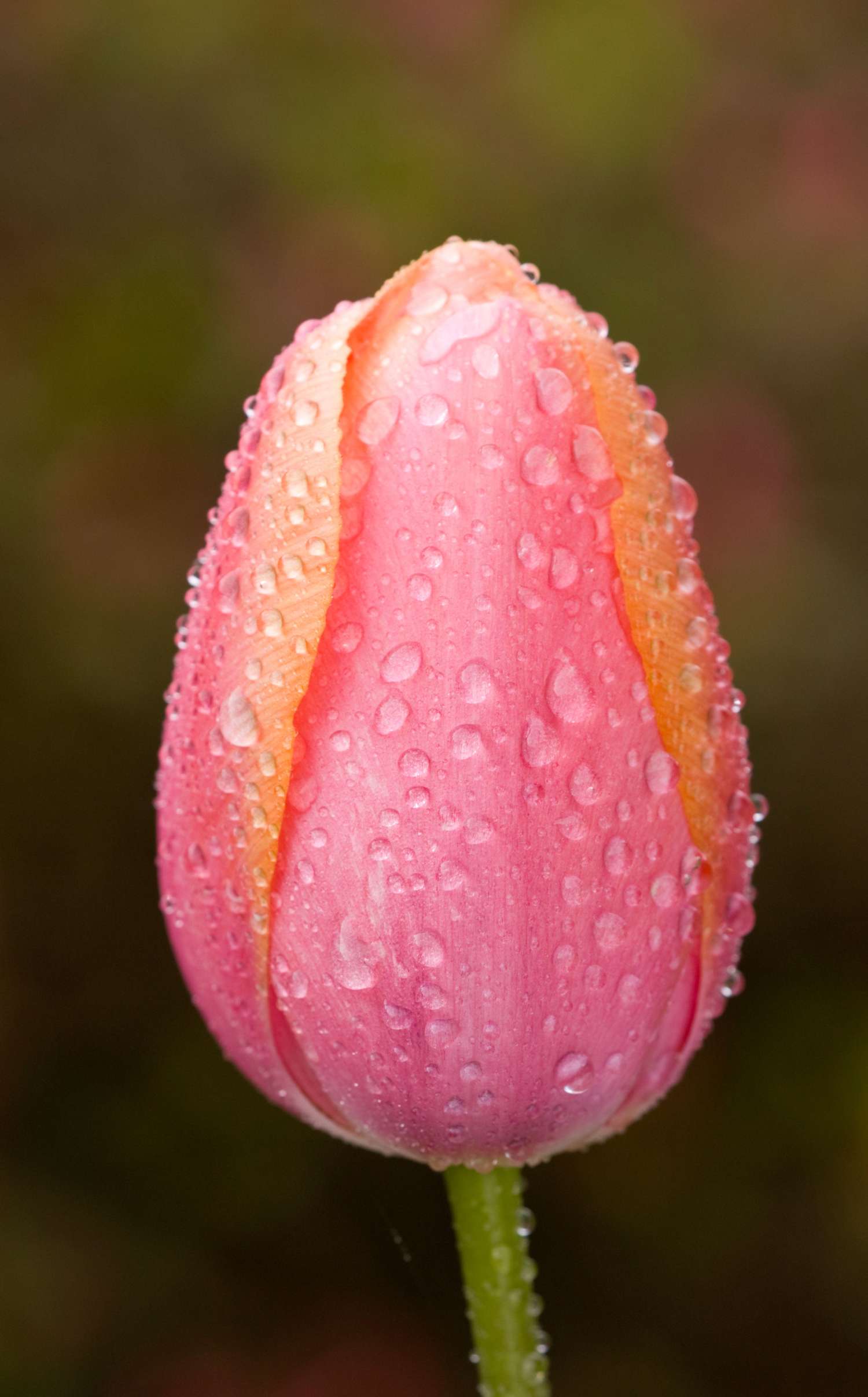 Tulipe 'Apricot Impression'